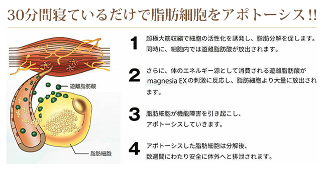 磁場痩身機・マグネシェイパー